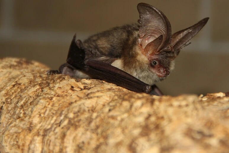Sorpresa in Abruzzo, scoperta una colonia di pipistrelli 'ferro di cavallo'
