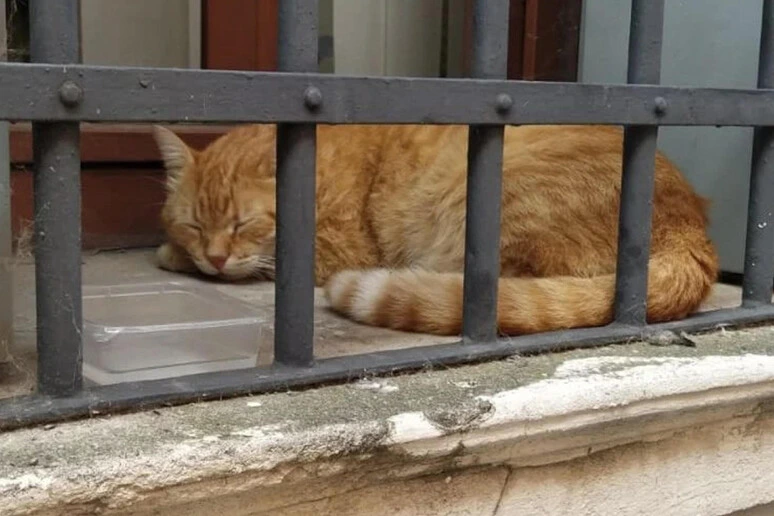 È morto investito 'Rossini', il gatto simbolo di Rovigo