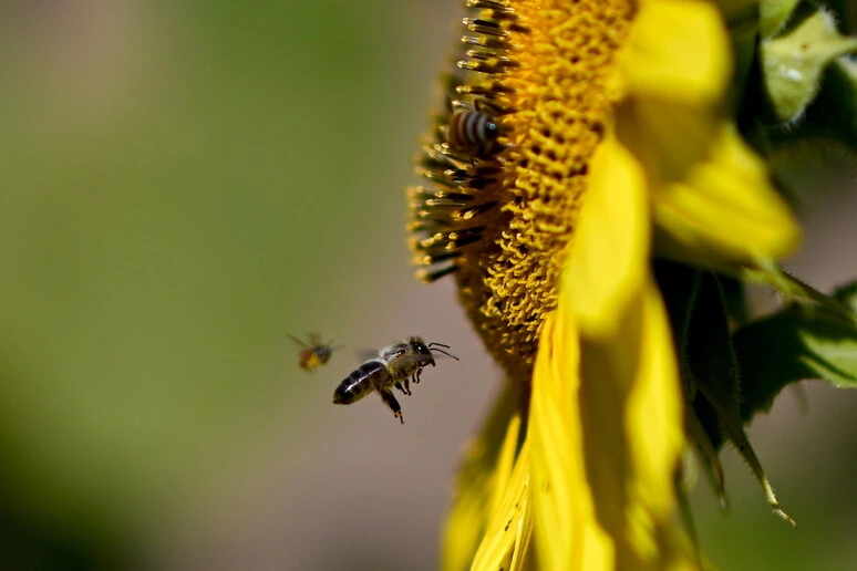 Il cambiamento climatico prolunga la stagione delle allergie ai pollini
