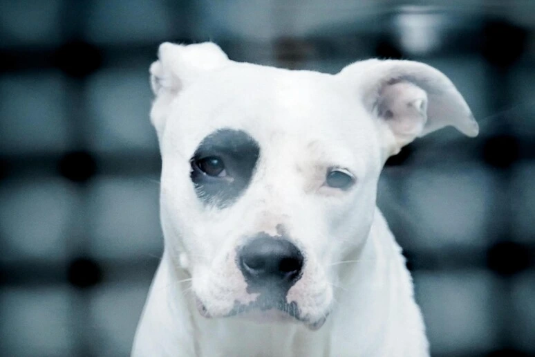 A Genova un progetto per ospitare i cani dei degenti soli