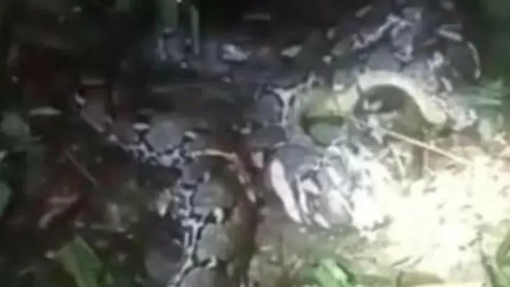 Horror in Indonesien: Riesen-Python verschlingt Frau (44) auf Plantage