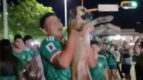 Besitzerin entdeckte ihn im TV: Seit Wochen vermisster Hund taucht bei WM-Feier auf