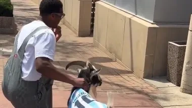 Die Goat-Goat: NFL-Star überrascht mit Messi-Ziege
