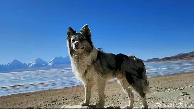 Er hatte 1,2 Mio. Follower : Berühmter Hund in China-Restaurant serviert