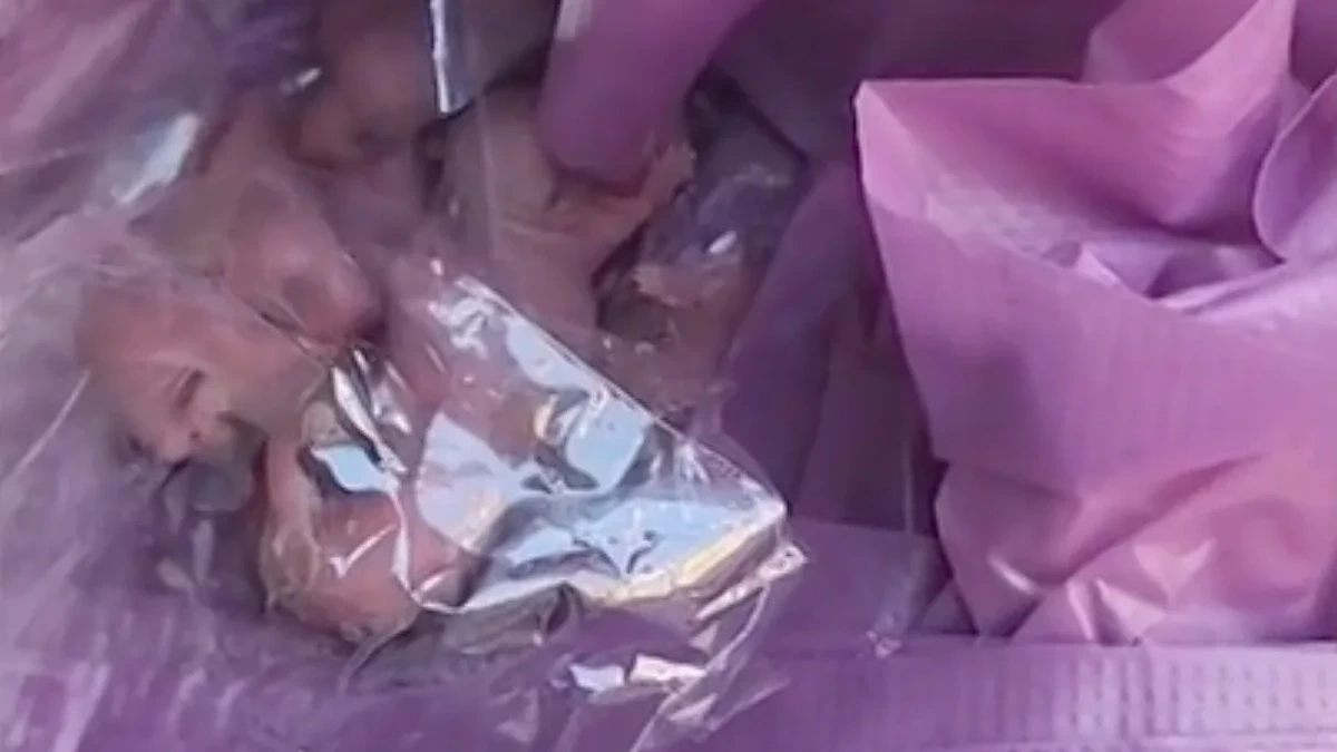 In Passagierflugzeug: Tote Rattenbabys in Getränkewagen gefunden