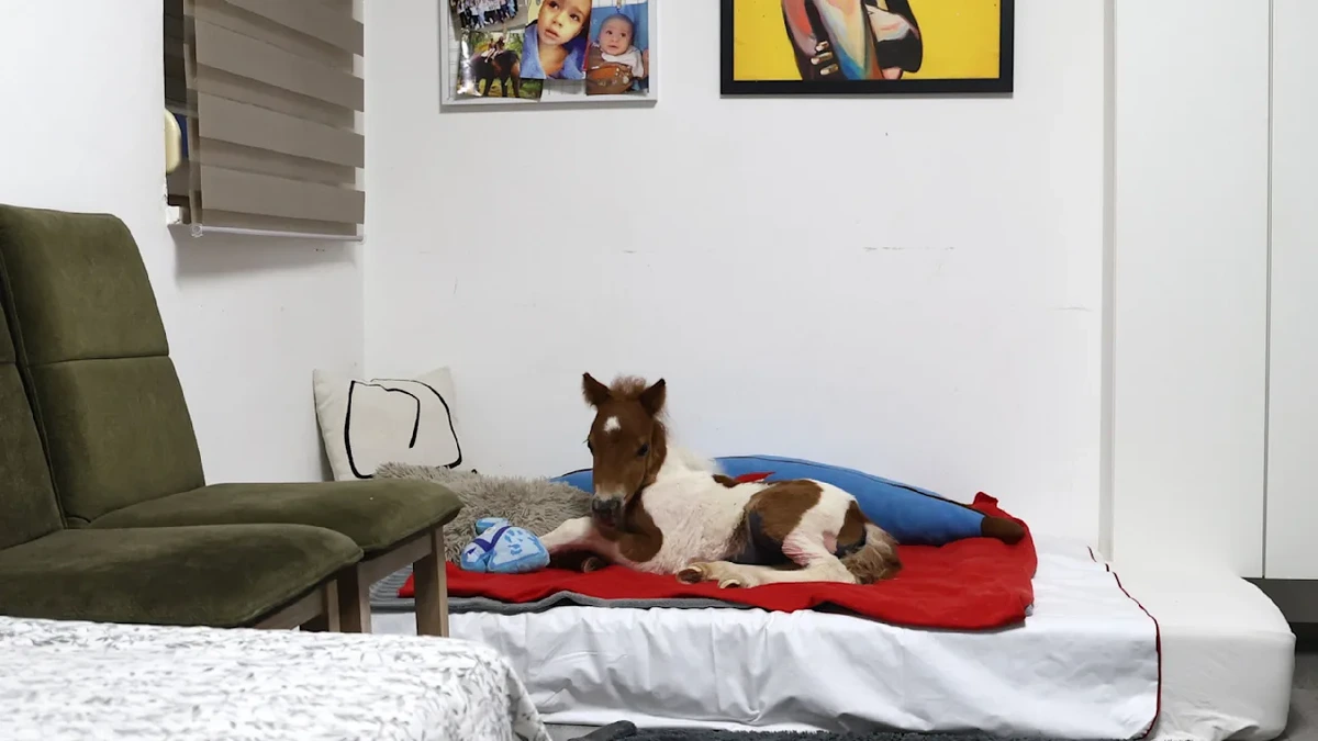 Dieses Pony ist jetzt ein Haustier: Lebt im 4. Stock