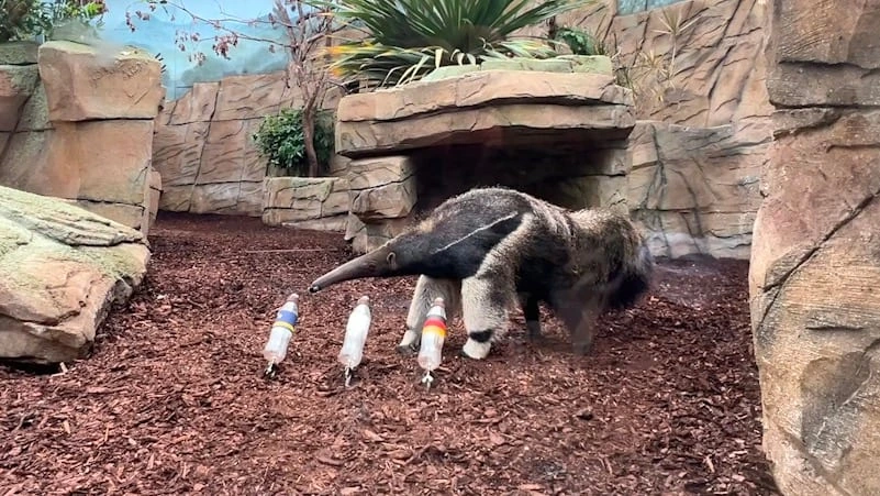 Allwetterzoo zeigt WM-Orakel: So tippt Taio unser erstes Spiel