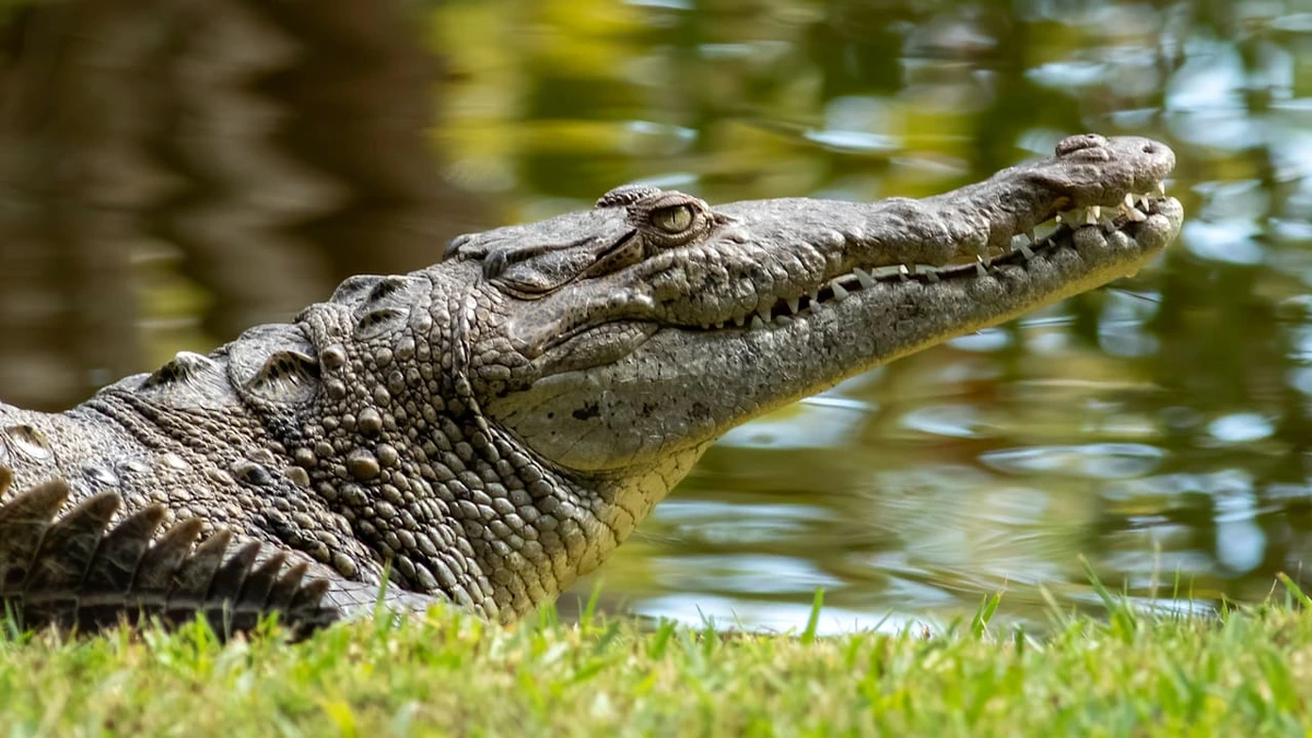 „Beide Arme sind ab!“: Erschütternder Notruf nach Alligator-Attacke