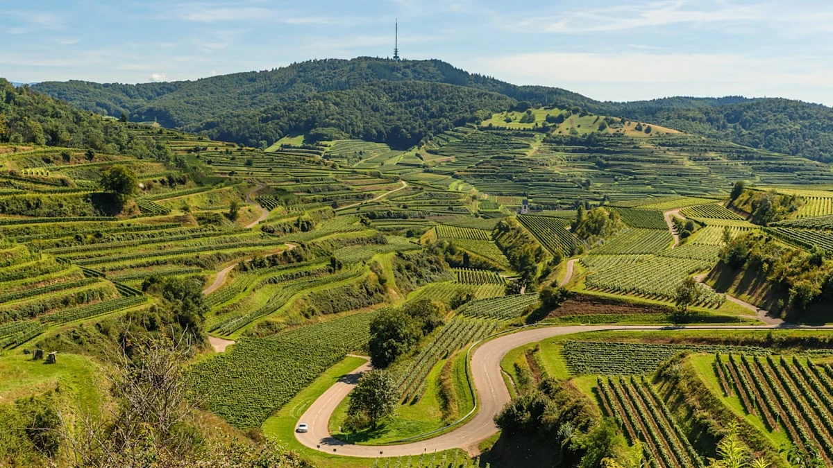 Insolvenz im Weinbau: 900 Winzer von Pleitewelle betroffen