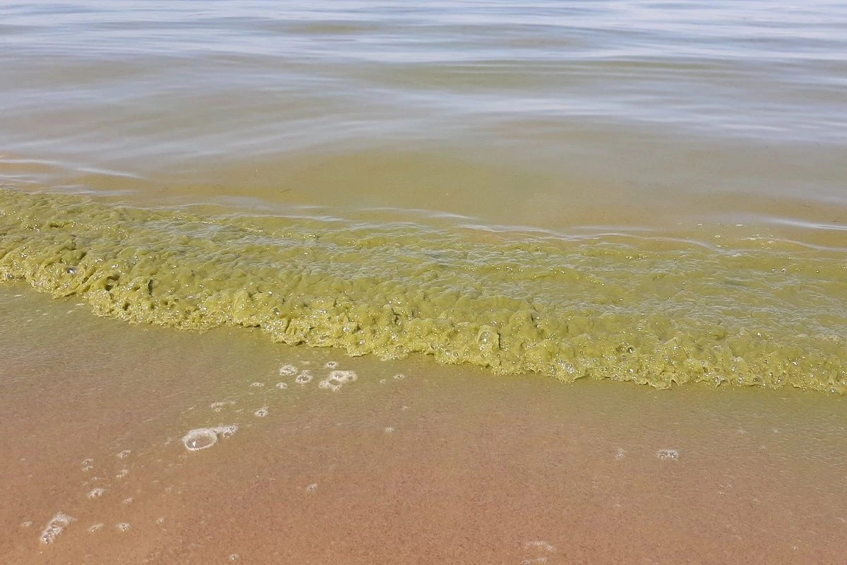 При отравлении сине-зелеными водорослями на помощь придет активированный уголь
