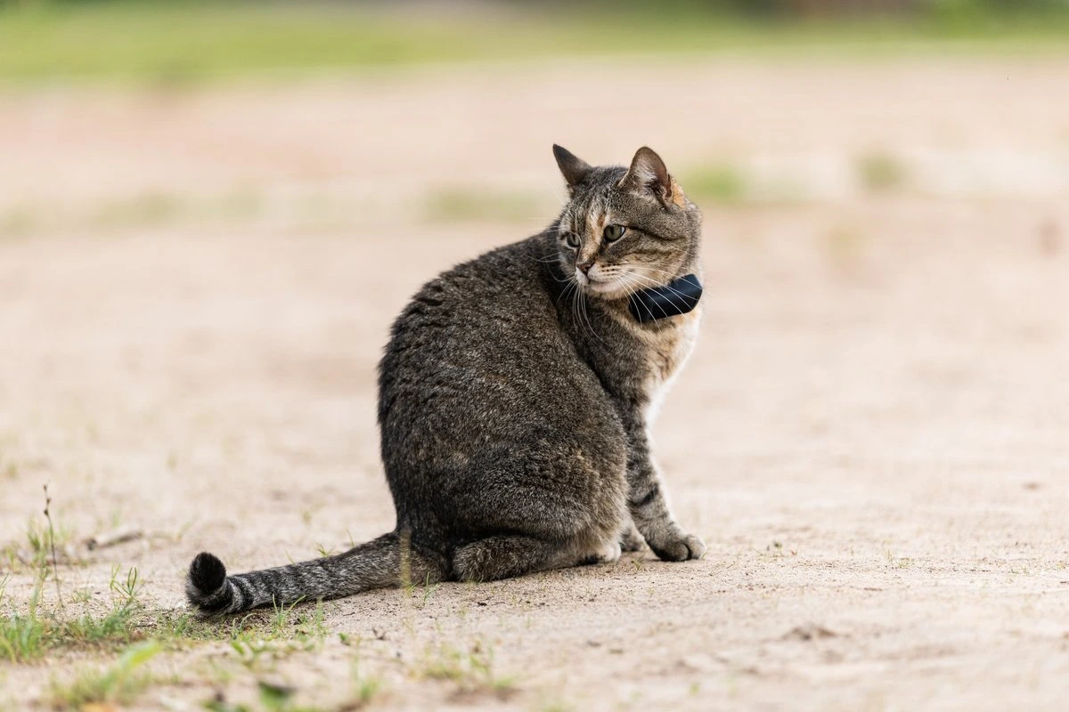 Кот, который гуляет сам по себе. В Тарту хвостатый тайком от хозяина ходит на пляж и катается на лодке
