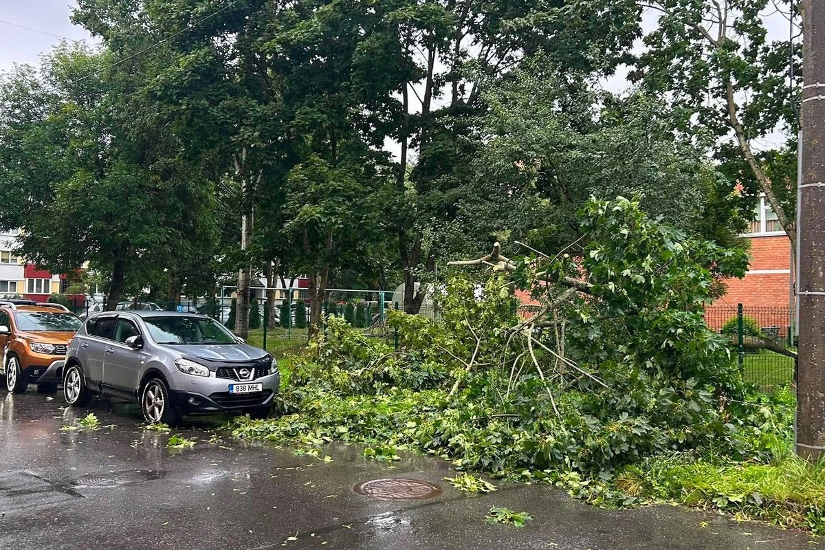 ФОТО | Шторм подбирается к Эстонии: в Нарве ветер повалил дерево на автомобиль