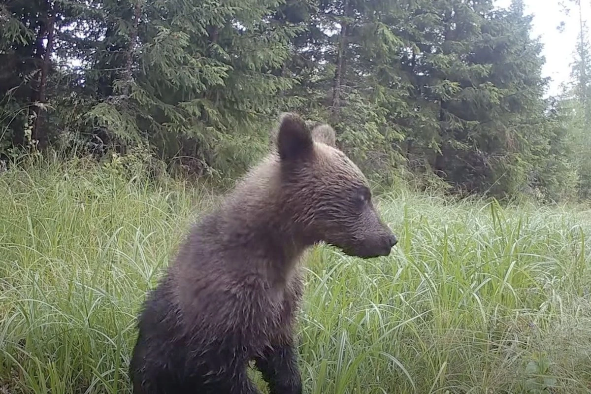 ВИДЕО | Любопытный мишка нашел в лесу камеру и устроил себе фотосессию