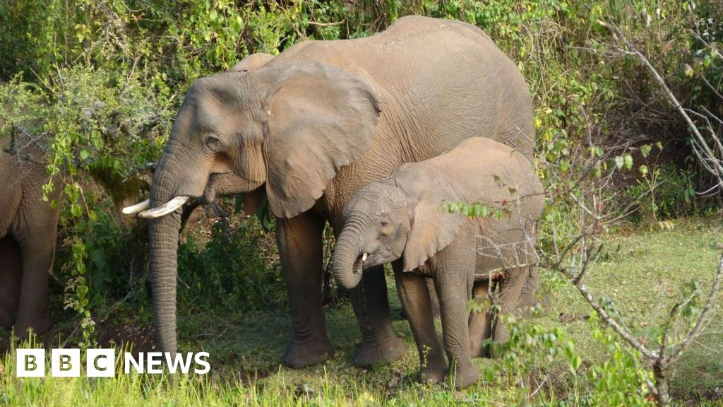 Elephants use medicinal plants to treat themselves, researchers find