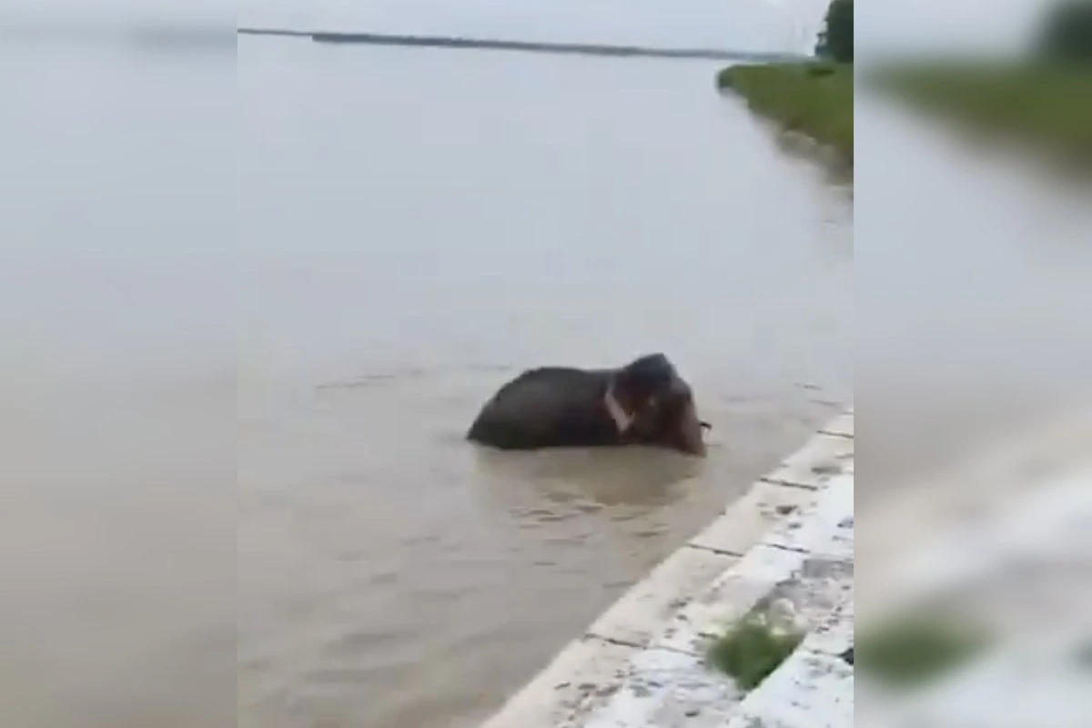 Правдиво ли видео, на котором люди спасают слонов во время наводнения в Непале?