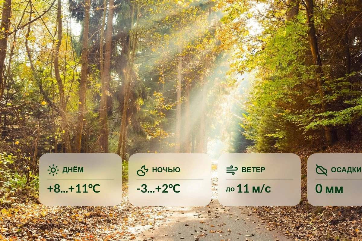ПРОГНОЗ ПОГОДЫ | Золотая осень! Солнце будет нас радовать несколько дней